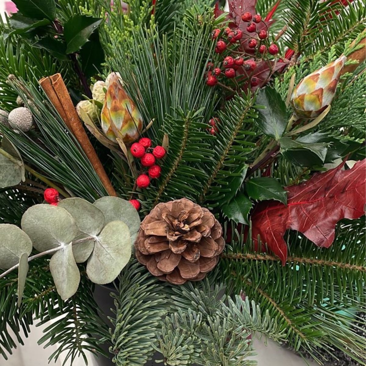 Christmas Plant
